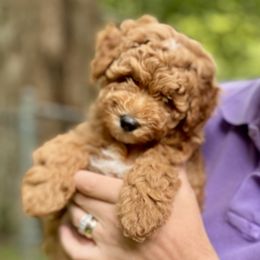 Goldendoodles from Deerhaven Doodles