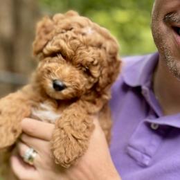 Goldendoodles from Deerhaven Doodles