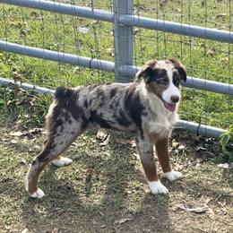 Mavis - Miniature American Shepherd
