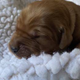 Boy 1 - male Golden Retriever puppy in Chico, California from Glenmac Goldens