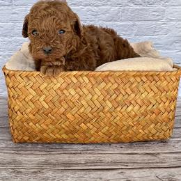 Nugget (AKC) - Red  male Poodle puppy in Riverside, California from Red Toy Poodle World
