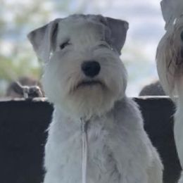 Stella - Miniature Schnauzer