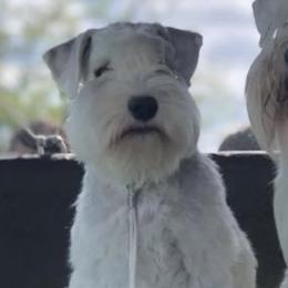 Stella - Miniature Schnauzer