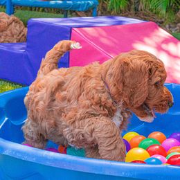 Goldendoodle Puppies from BFF Goldendoodles