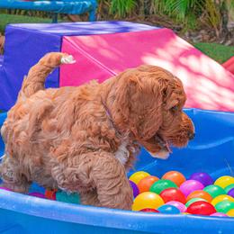 Goldendoodle Puppies from BFF Goldendoodles