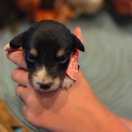 Male 3 - Black tri-color male Assorted Doodle Crosses puppy in Mouth Of Wilson, Virginia from Holly Ridge Aussies, Aussiedoodles & Corgis