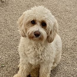 Ronnie - Goldendoodle