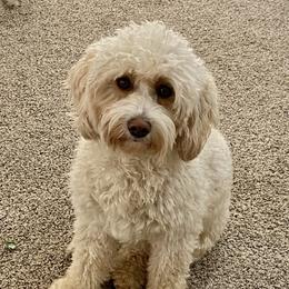 Ronnie - Goldendoodle