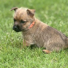 Taco - Cream brindle male Cairn Terrier puppy in Lipan, Texas from Flyin G Cairns