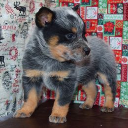 Australian Cattle Dog and Pembroke Welsh Corgi Puppies from Heelers in Texas