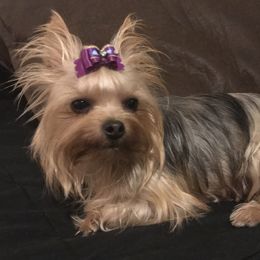 Dolli - Yorkshire Terrier
