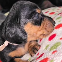 Light pink - Black and tan female Dachshund puppy in Kalama, Washington from Neeley Family's Weenies