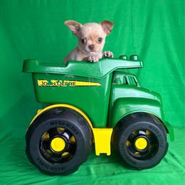 JJ - Cream male Chihuahua puppy in Gloucester, Virginia from Charlotte's Web of Chihuahuas