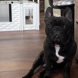 French Bulldogs from Rowdy Rowley’s Enshrined Frenchies LLC