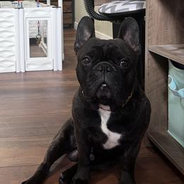 French Bulldogs from Rowdy Rowley’s Enshrined Frenchies LLC