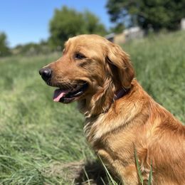 Ruby - Golden Retriever