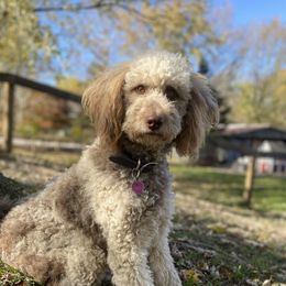 Truffles - Goldendoodle