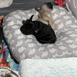 French Bulldog Puppies from Stratton Kennel