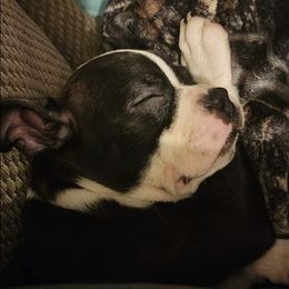 Boston Terriers from SS Boston Terriers