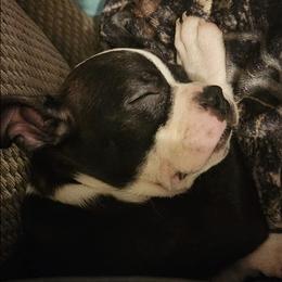 Boston Terriers from SS Boston Terriers