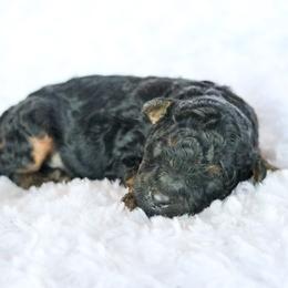 Rummy - Phantom male Bernedoodle puppy in Crete, Nebraska from Doodles & Co