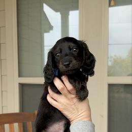 Blue Collar Mr. Bread and Butter KLARNA AVAILABLE - Black and tan male Dachshund puppy in Hutto, Texas from R.G. Dachshunds