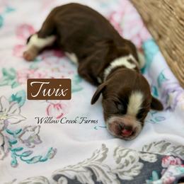 Twix - Liver white and roan female English Springer Spaniel puppy in Uvalda, Georgia from Willow Creek Farms