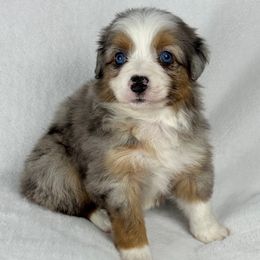 Cookie - Blue merle male Miniature Australian Shepherd puppy in Bedias, Texas from JSK Aussie and Cavaliers