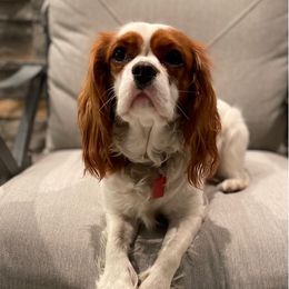 Lady - Cavalier King Charles Spaniel