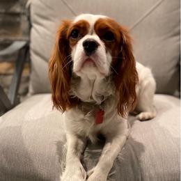 Lady - Cavalier King Charles Spaniel