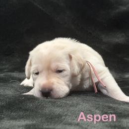 Aspen - Yellow female Labrador Retriever puppy in Tigard, Oregon from Morrison Labrador Retreivers