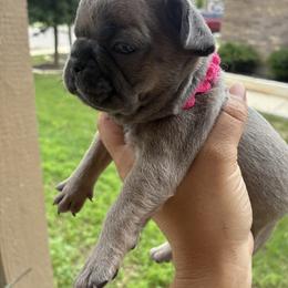 French Bulldog Puppies from Small Town Frenchies