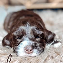 Maple - Chocolate female Australian Labradoodle puppy in Decatur, Alabama from Southern Meadows Doodles