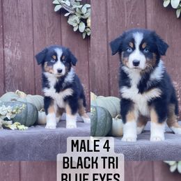Australian Shepherd Puppies from Cricket Flat Kennel