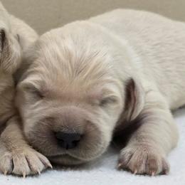 Girl 2 - Light golden female Golden Retriever puppy in Milford, Michigan from Servant Kennel