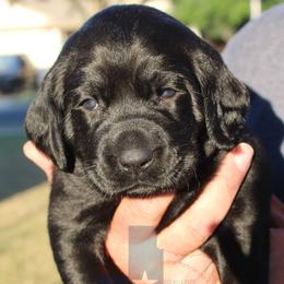Labrador Retriever Puppies from Mariani Labrador Retrievers