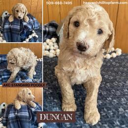 DUNCAN - Brown Collar Boy - Cream male Poodle puppy in Charlo, Montana from Heavenly Hilltop Farm