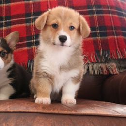 Pembroke Welsh Corgi Puppies from Off Road Ranch Corgis