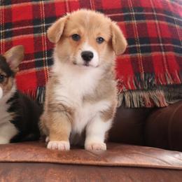 Pembroke Welsh Corgi Puppies from Off Road Ranch Corgis