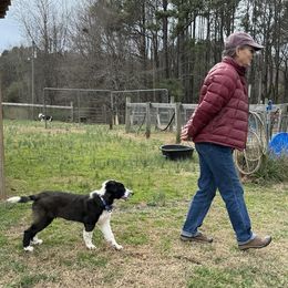 English Shepherd Puppies from Yellow Wolf Farm English Shepherds