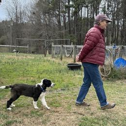 English Shepherd Puppies from Yellow Wolf Farm English Shepherds