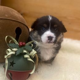Pembroke Welsh Corgi Puppies from Boekel Farms Corgis