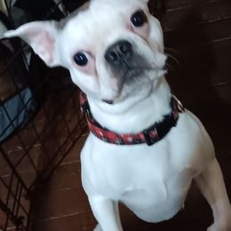 Winston - Boston Terrier