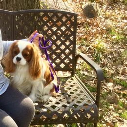 Cody - Cavalier King Charles Spaniel