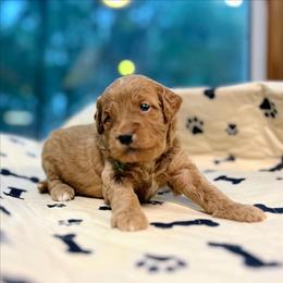 Gandalf - Red  male Goldendoodle puppy in Pittsburg, Texas from Grace Springs Goldendoodles