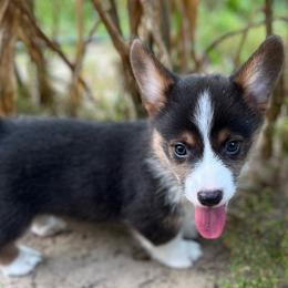 Iggy- natural bobtail - Blue male Pembroke Welsh Corgi puppy in Hope, Arkansas from Foxy Knoll Farm