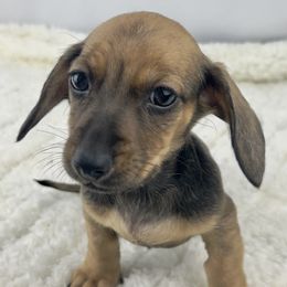Pumpkin Latte - Red male Dachshund puppy in Sacramento, California from MiniDoxPups