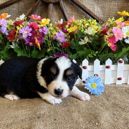 Aster - Black tri male Miniature American Shepherd puppy in Cowlitz County, Washington from Pleasant Woods Miniature American Shepherds
