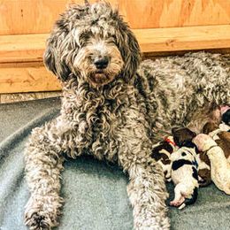 Bernedoodles and Labradoodles from County Line Kennels
