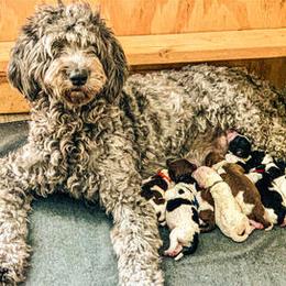 Bernedoodles and Labradoodles from County Line Kennels